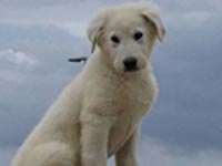 abruzzese shepherd